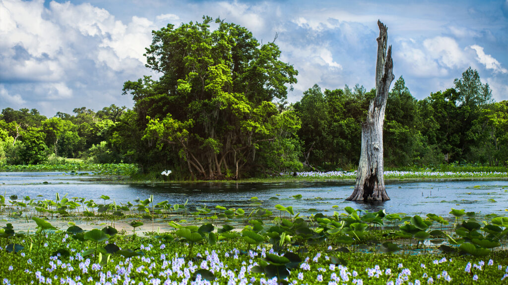 Pond with lily pads.