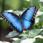 Texas Butterfly Gardens