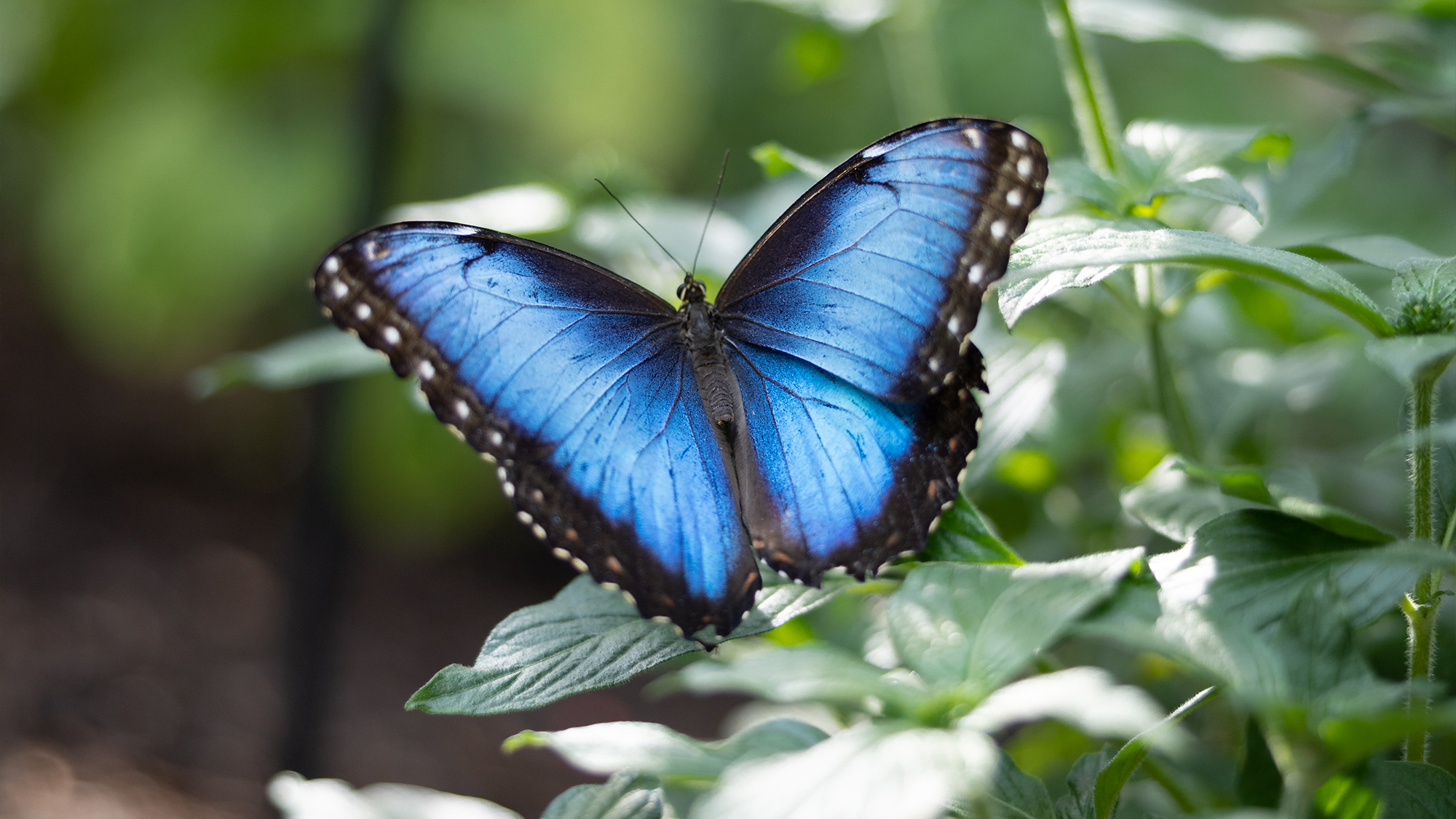 Texas Butterfly Gardens