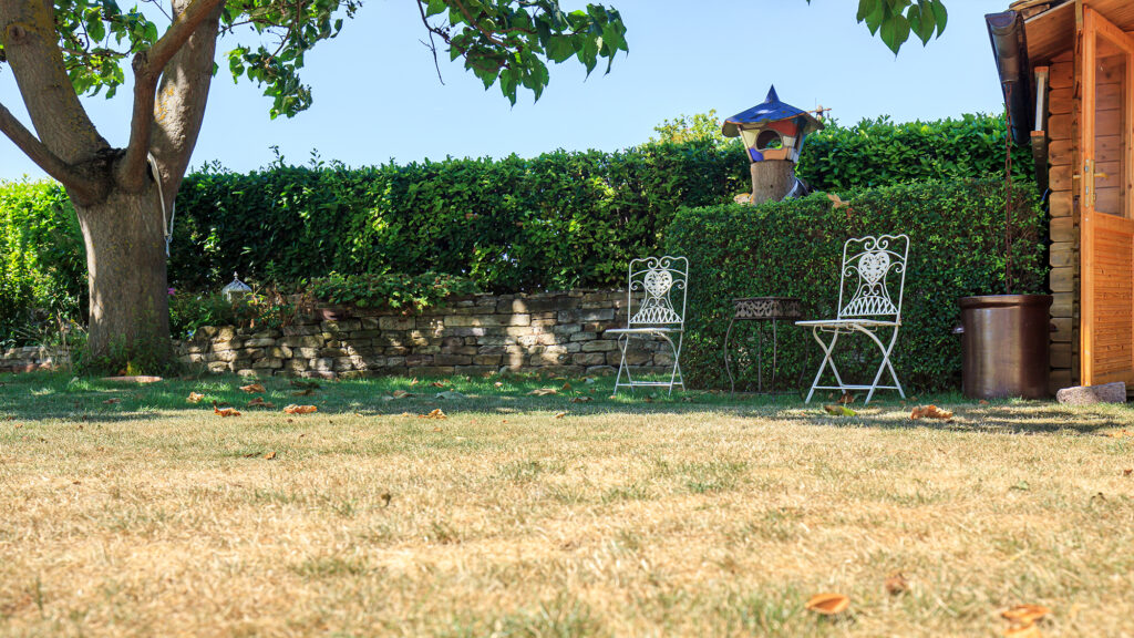 Dried out lawn.