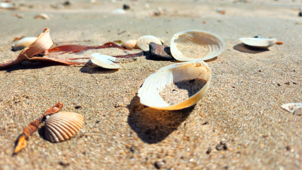 Shells on a beach.