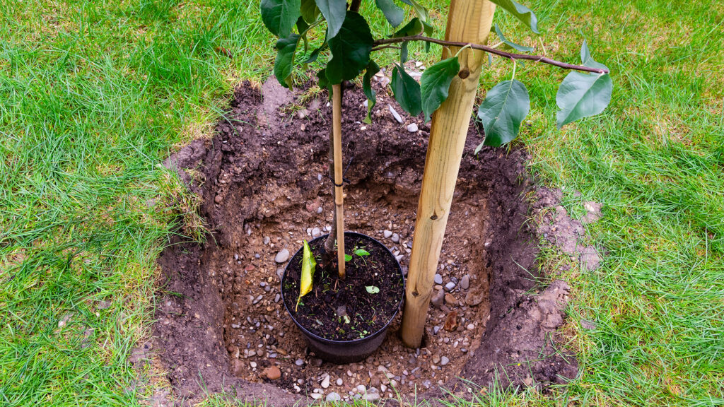 Planting an apple tree.