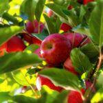 Chasing Fall Apples In Texas
