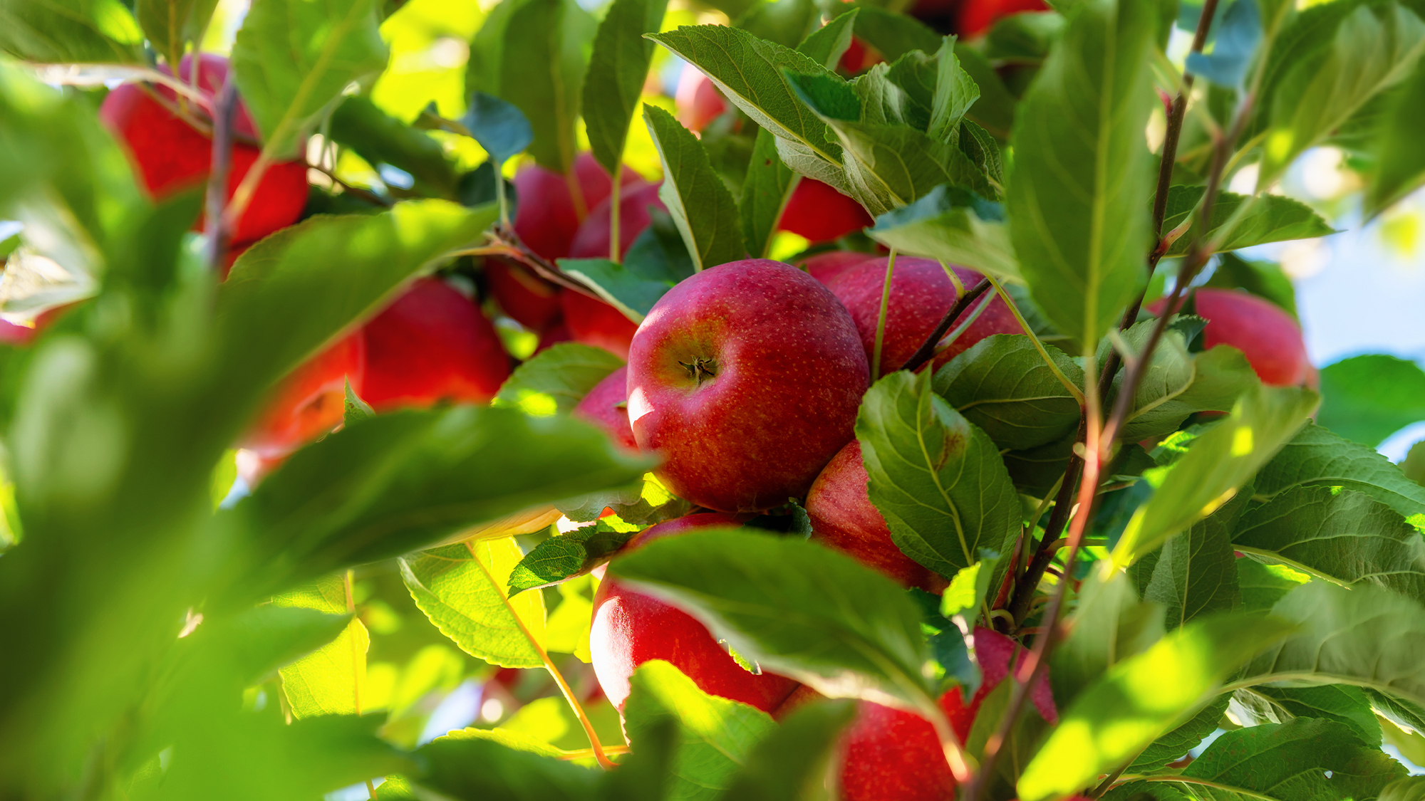 Chasing Fall Apples In Texas