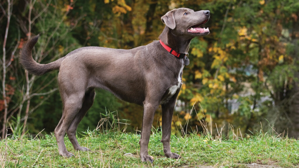 Blue Lacy dog