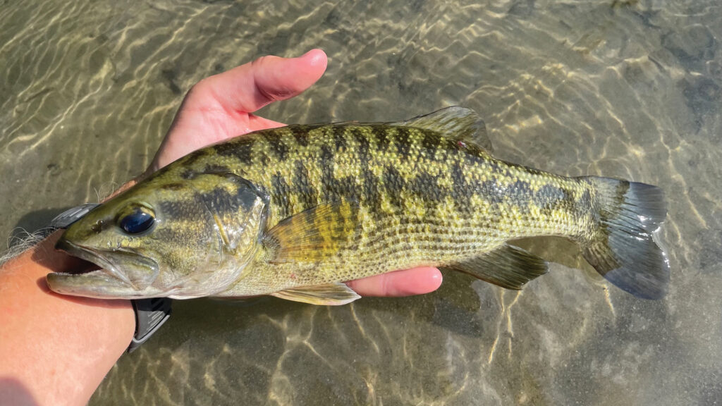 Guadalupe Bass.