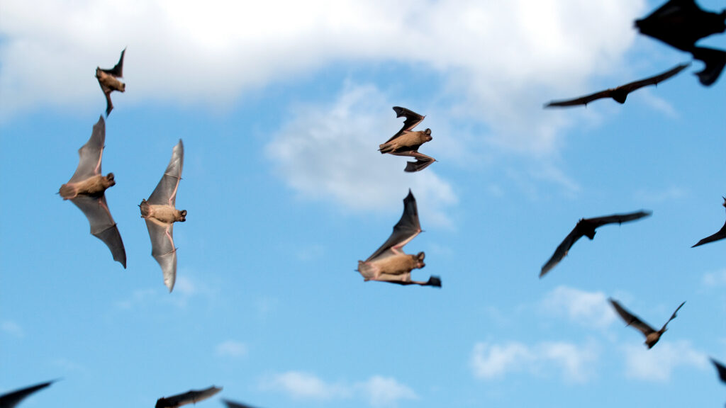 Bats flying.