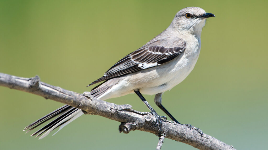 Northern Mockingbird.