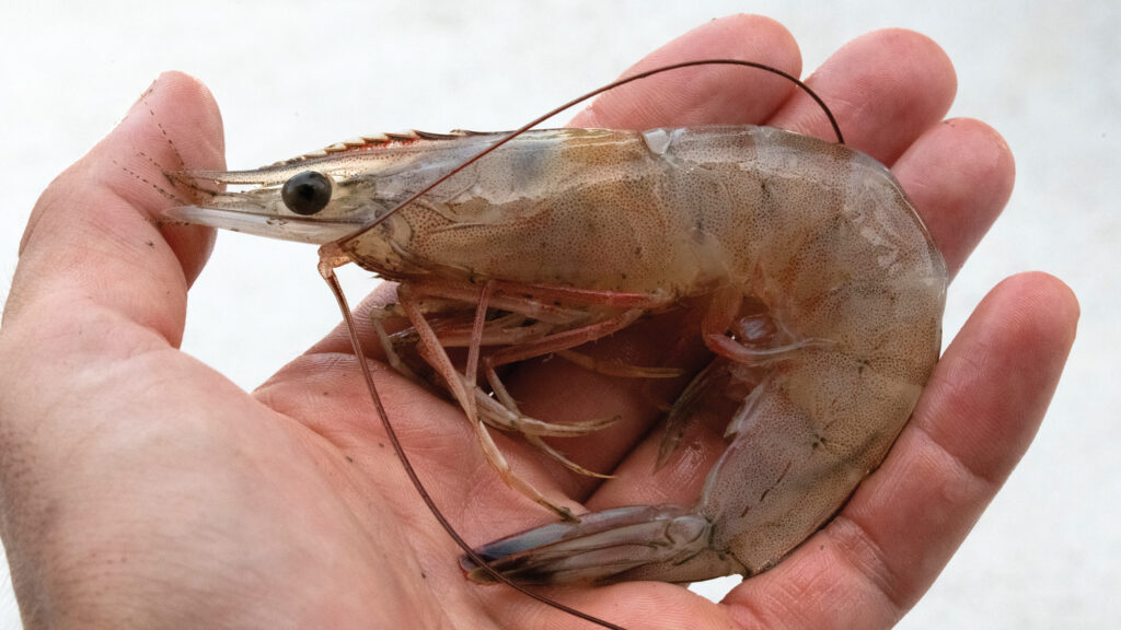 Gulf shrimp.