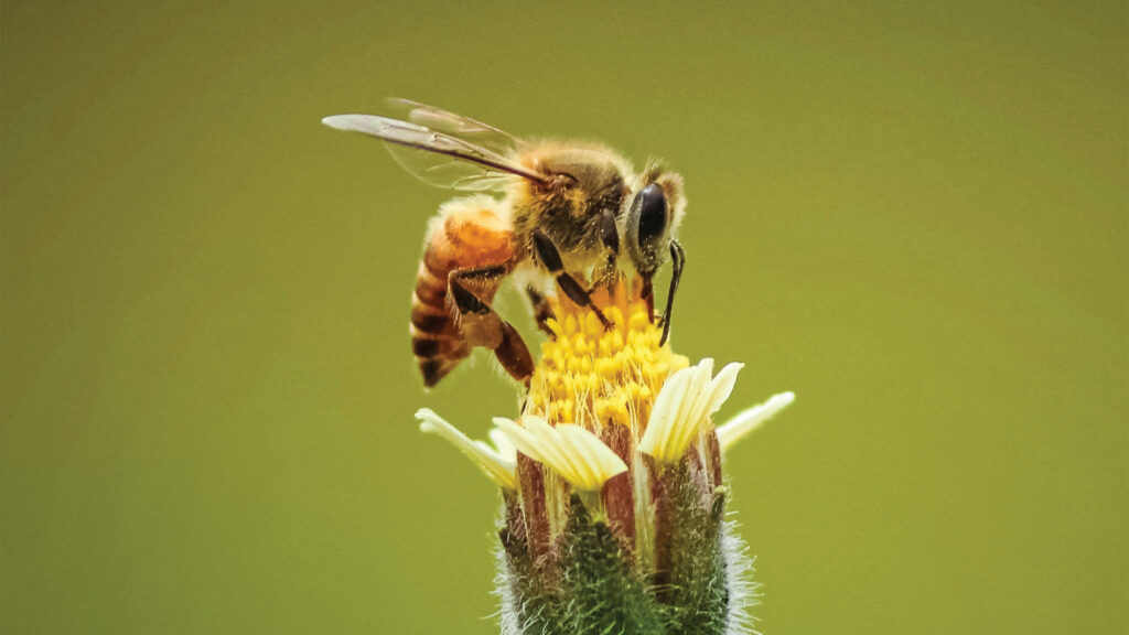 Honey bee.