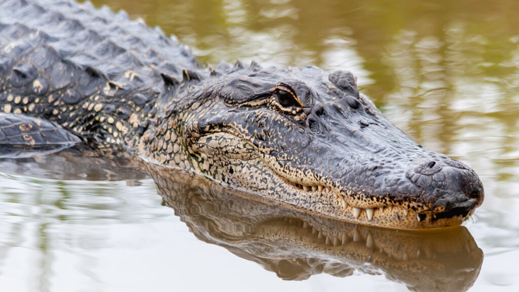 Alligator in water.