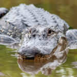A Guide to Encountering Texas Wildife