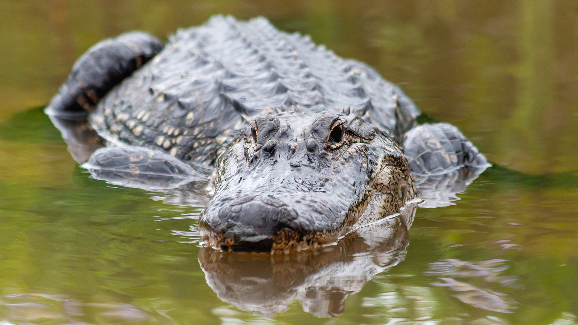 A Guide to Encountering Texas Wildife