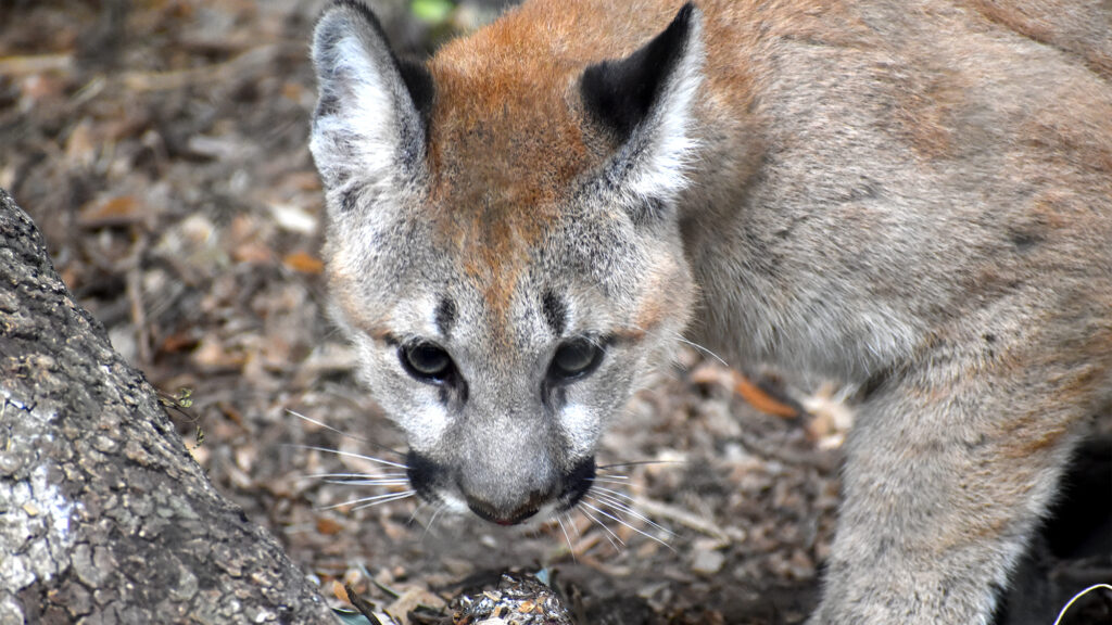Mountain lion.