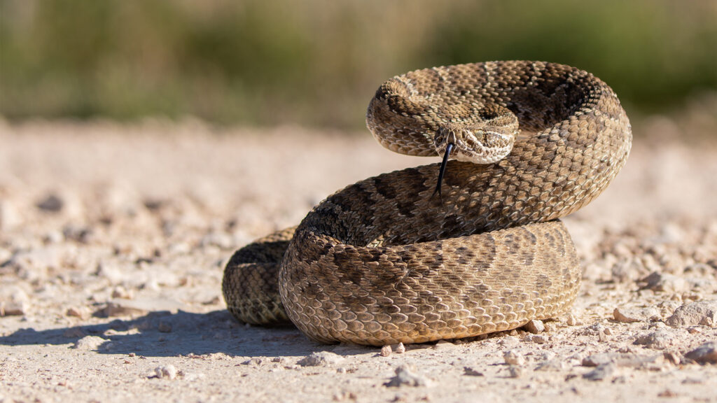 Snake on ground.