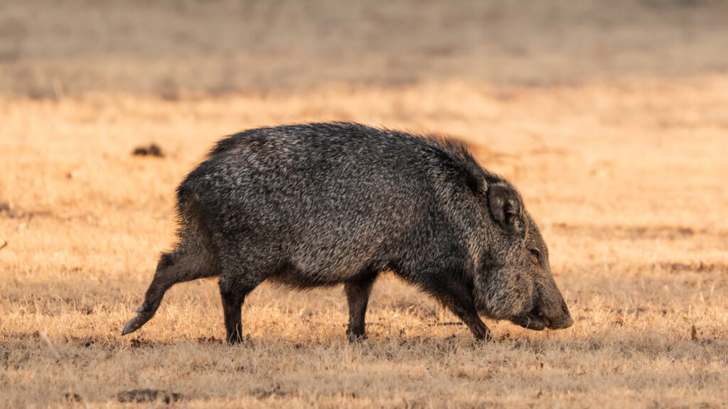 Wild hog.