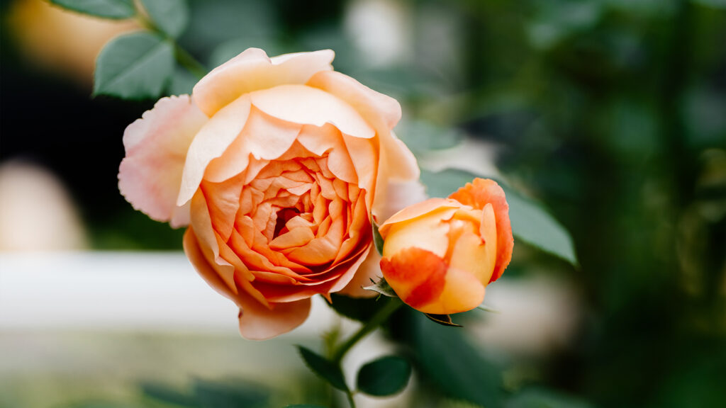 Flower in a garden.