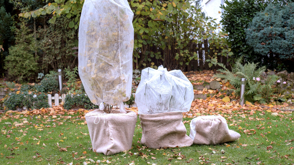 Tree and bush with protective covering for a cold snap.