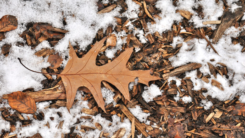Mulch and snow on the ground.
