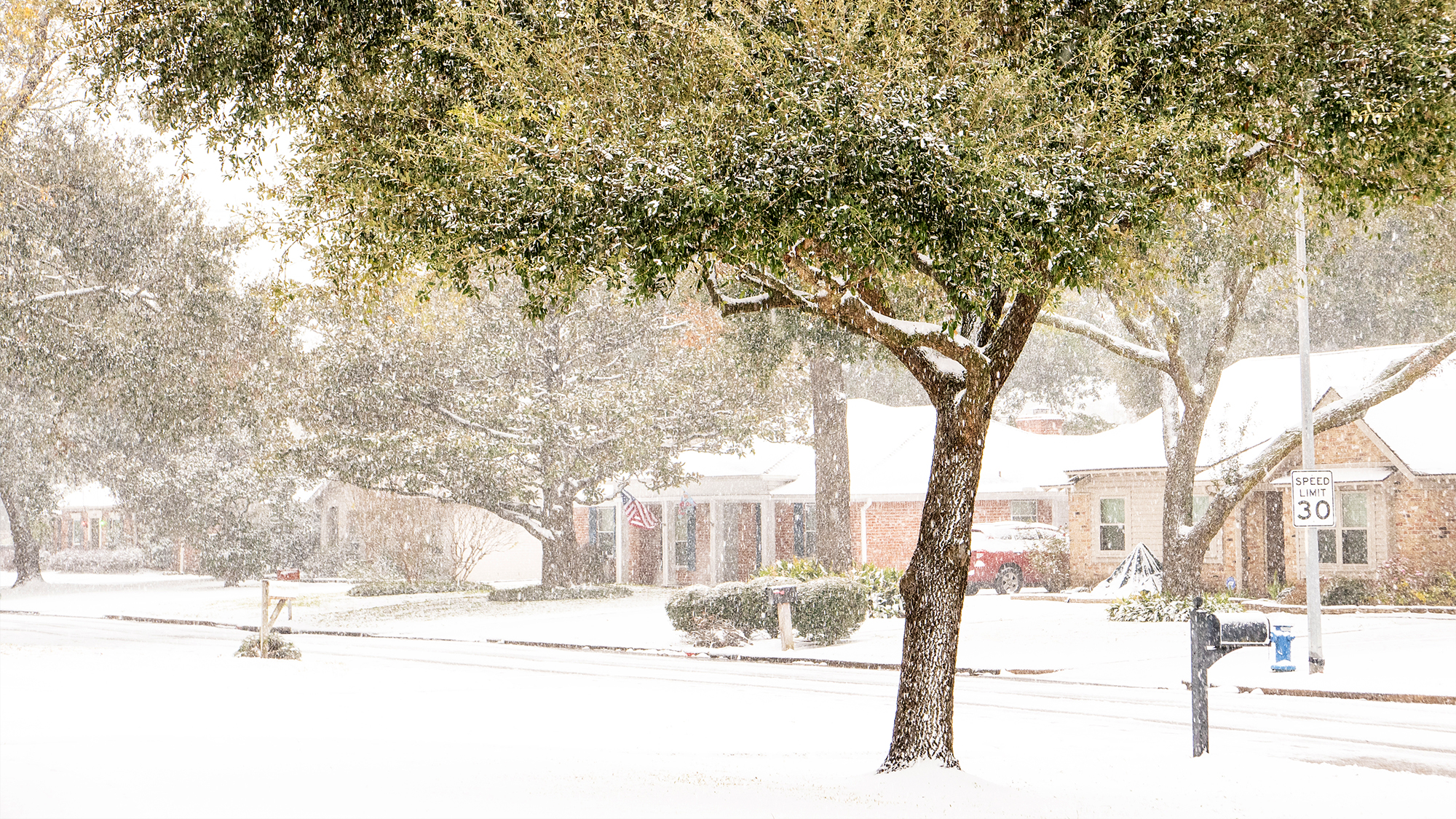 Preparing Trees for a Texas Winter