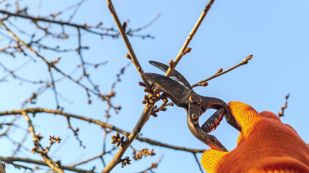 Person trimming a tree.