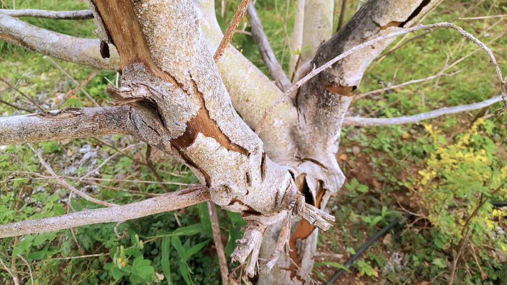 Tree bark.
