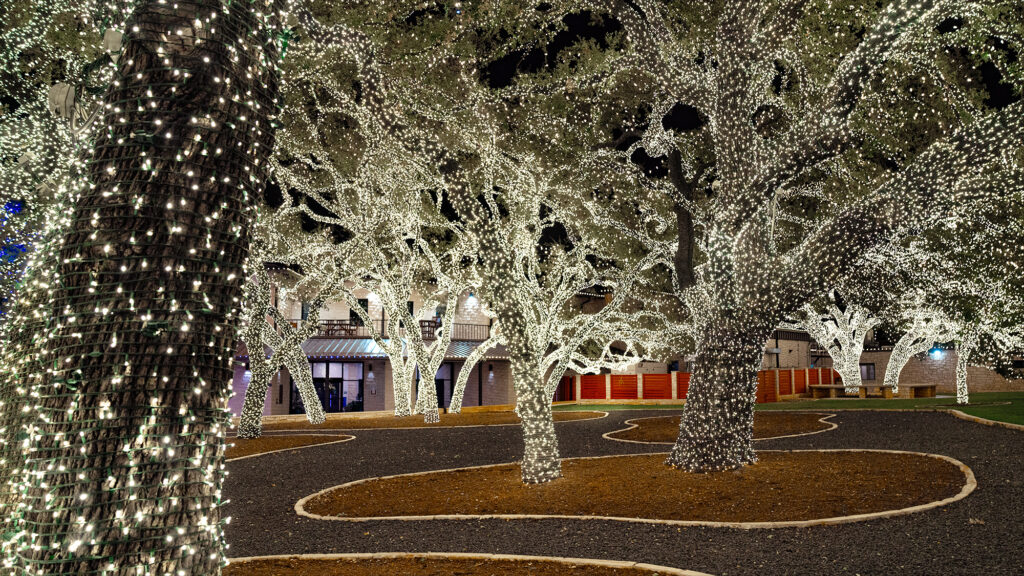 Trees with Christmas lights.